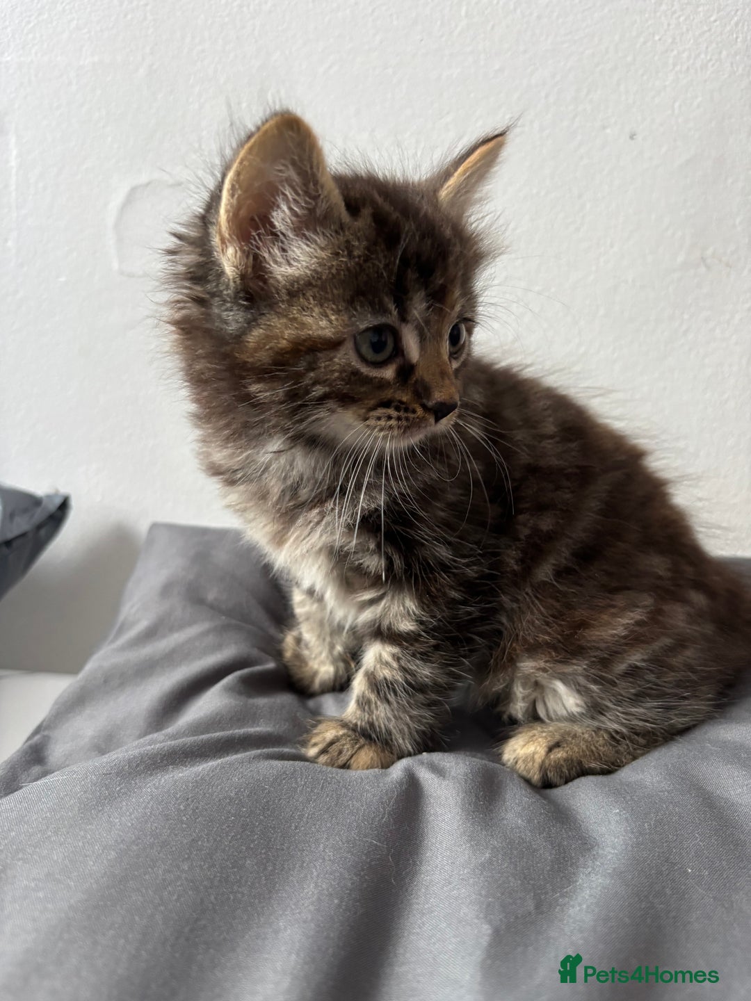 British Longhair cats for sale: 3 kittens looking for new home - Image 7