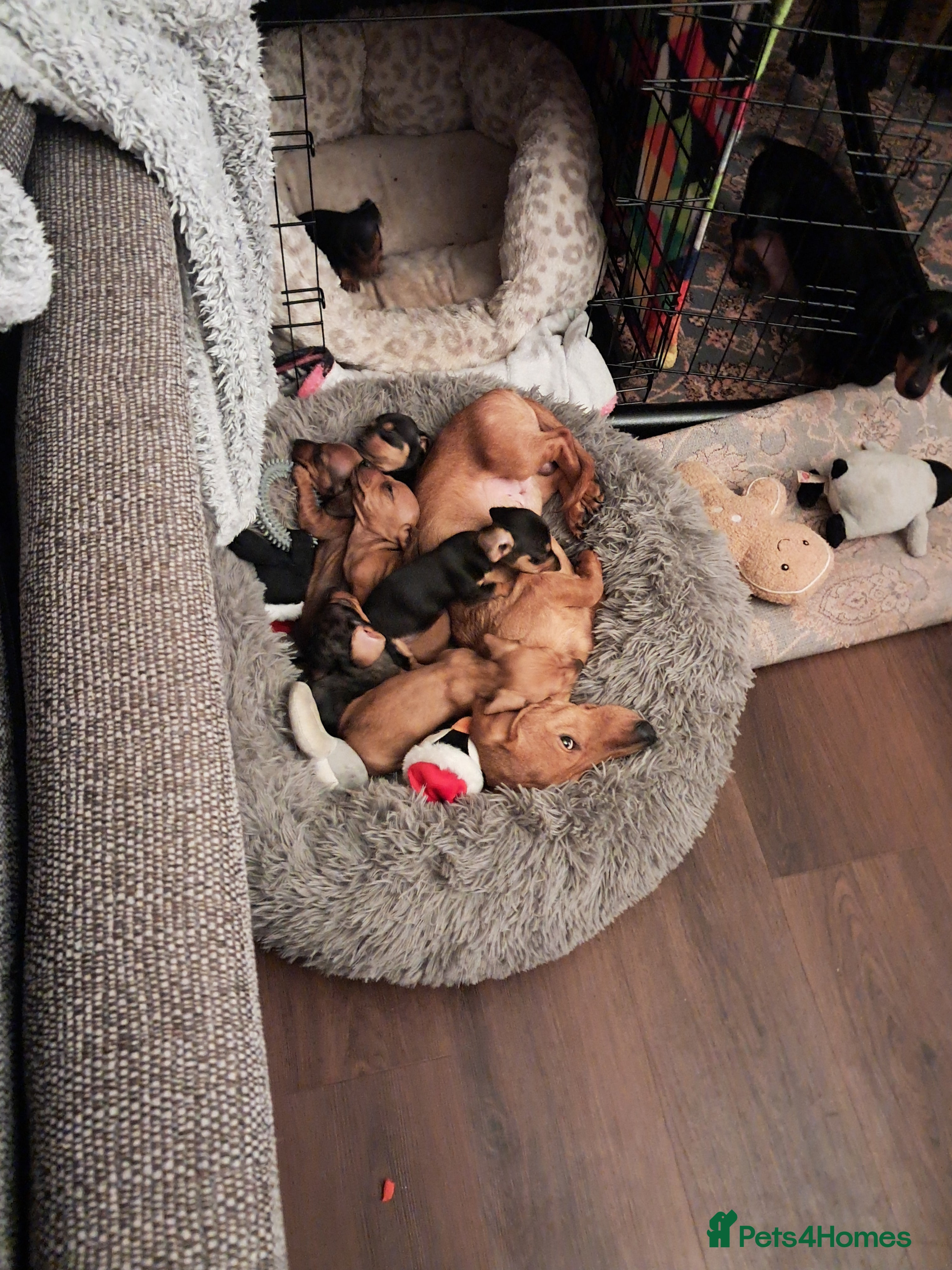 Miniature Dachshund dogs Miniature dachshund puppies  - Advert 1