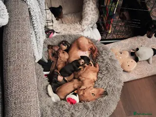 Miniature Dachshund dogs Miniature dachshund puppies - Advert 14