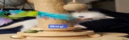 Ragdoll cats for sale: 3 girls and 2 boys ragdoll kitten ready 4 new home in Welwyn Garden City - Advert 12