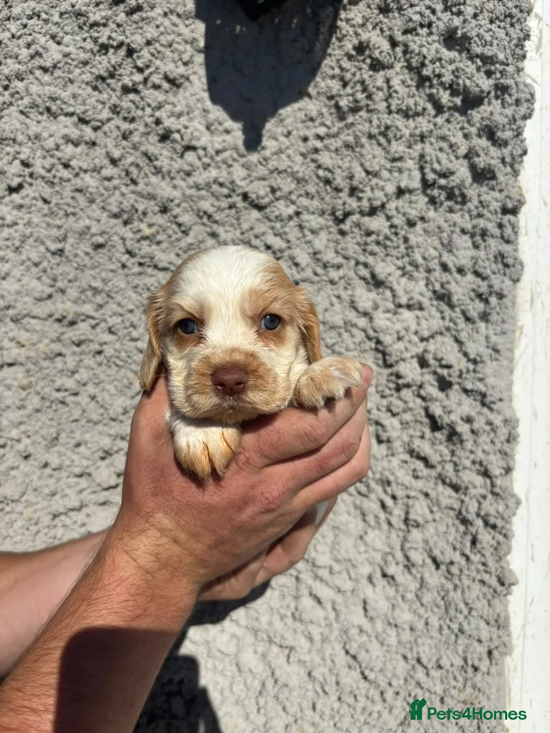 Cocker Spaniel dogs for sale: Cocker spaniel puppys - Advert 2