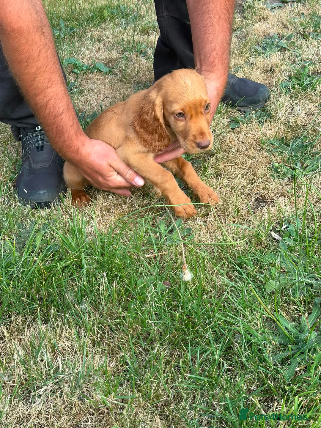 Cocker Spaniel dogs for sale: Cocker spaniel puppies - Advert 1