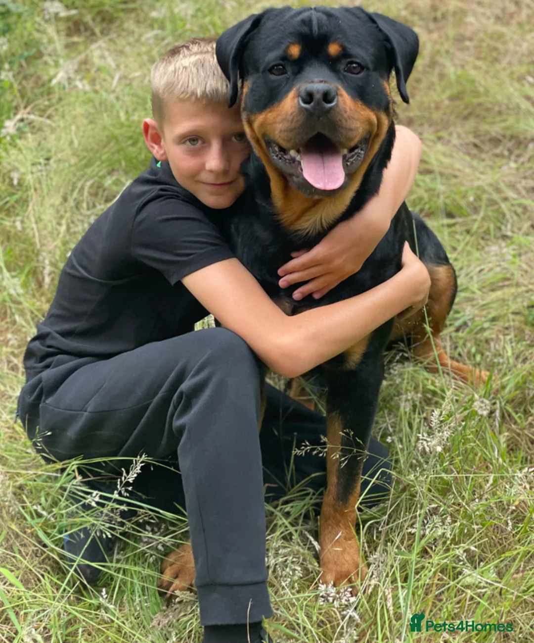 Rottweiler dogs for stud: 22 champions kc Rottweiler stud  in Romford - Advert 2