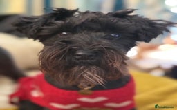 Miniature Schnauzer dogs for sale: 🎄🧑‍🎄Gorgeous KC Reg mini Schnauzers - Image 7