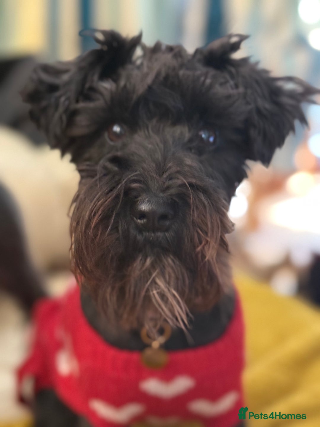 Miniature Schnauzer dogs for sale: 🎄🧑‍🎄Gorgeous KC Reg mini Schnauzers - Image 7