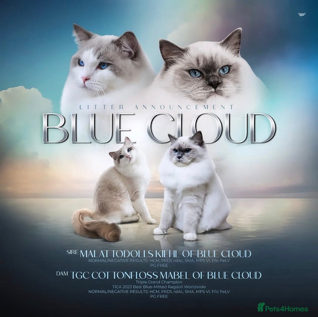 Ragdoll cats World Class Show Kittens Ready Now - Advert 1