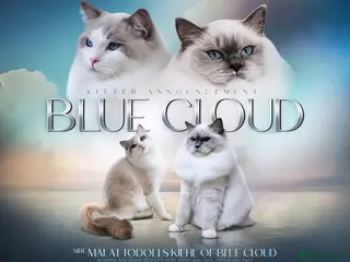 Ragdoll cats World Class Show Kittens Ready Now - Advert 13