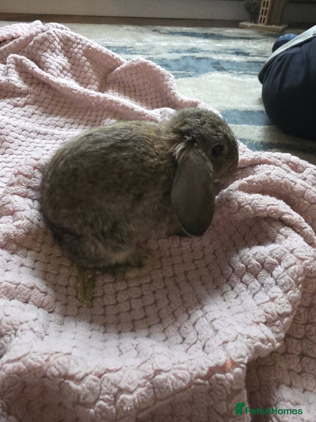 Mini Lop rabbits for sale: 🐰 Mini Lop Bunnies Looking for Forever Homes! 🏡 - Advert 6