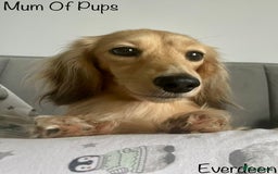 Miniature Dachshund dogs for sale: Exceptional Show Quality KC Miniature Dachshunds! - Image 12