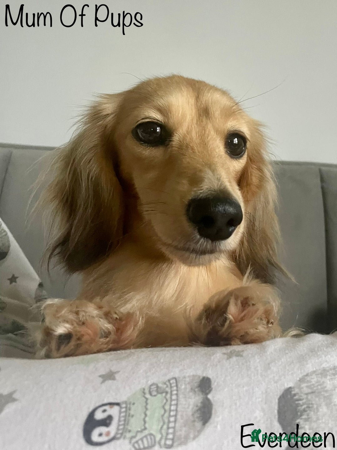 Miniature Dachshund dogs for sale: Exceptional Show Quality KC Miniature Dachshunds! - Image 12