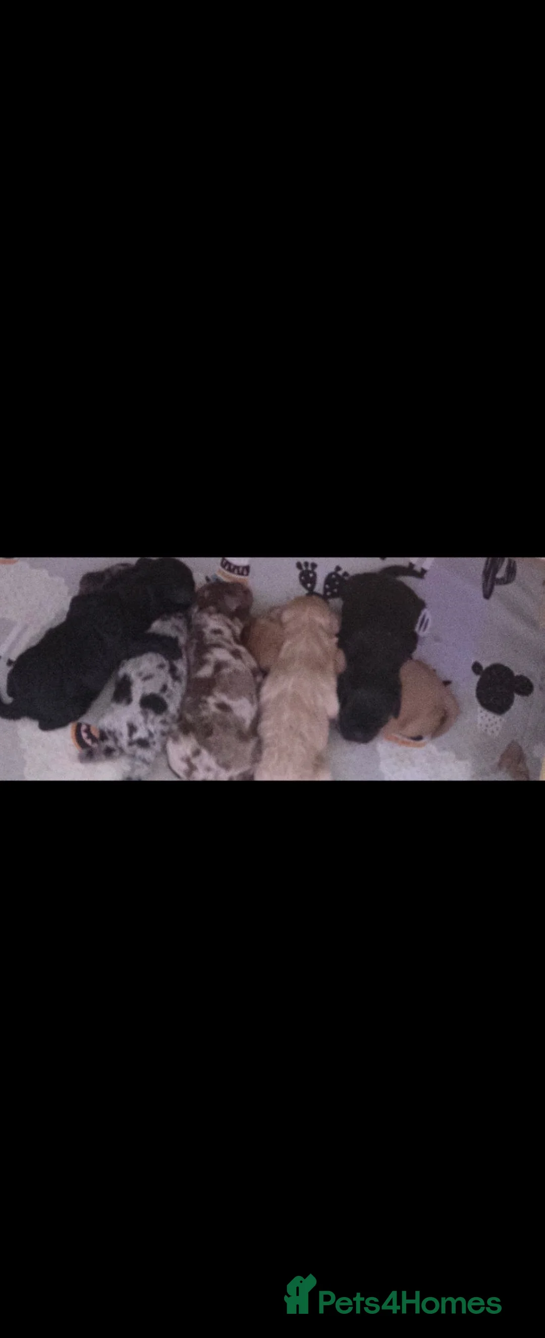 Cockapoo dogs for sale: Cockapoo Puppies  - Advert 17