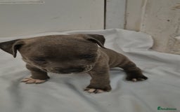 Staffordshire Bull Terrier dogs for sale: Blue Staffs £1,100 Deposit is £245 - Image 24