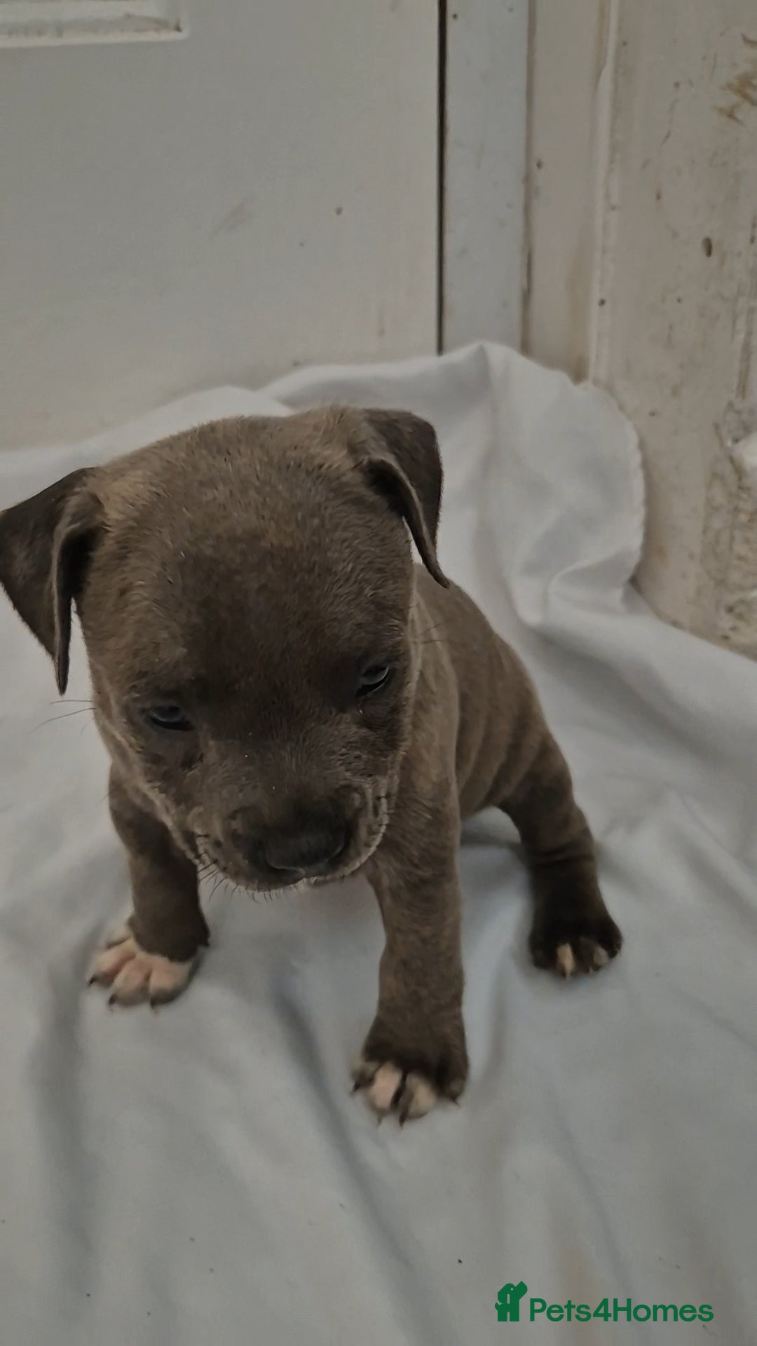 Staffordshire Bull Terrier dogs for sale: Blue Staffs £1,100 Deposit is £245 - Image 24