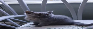 British Shorthair 2
