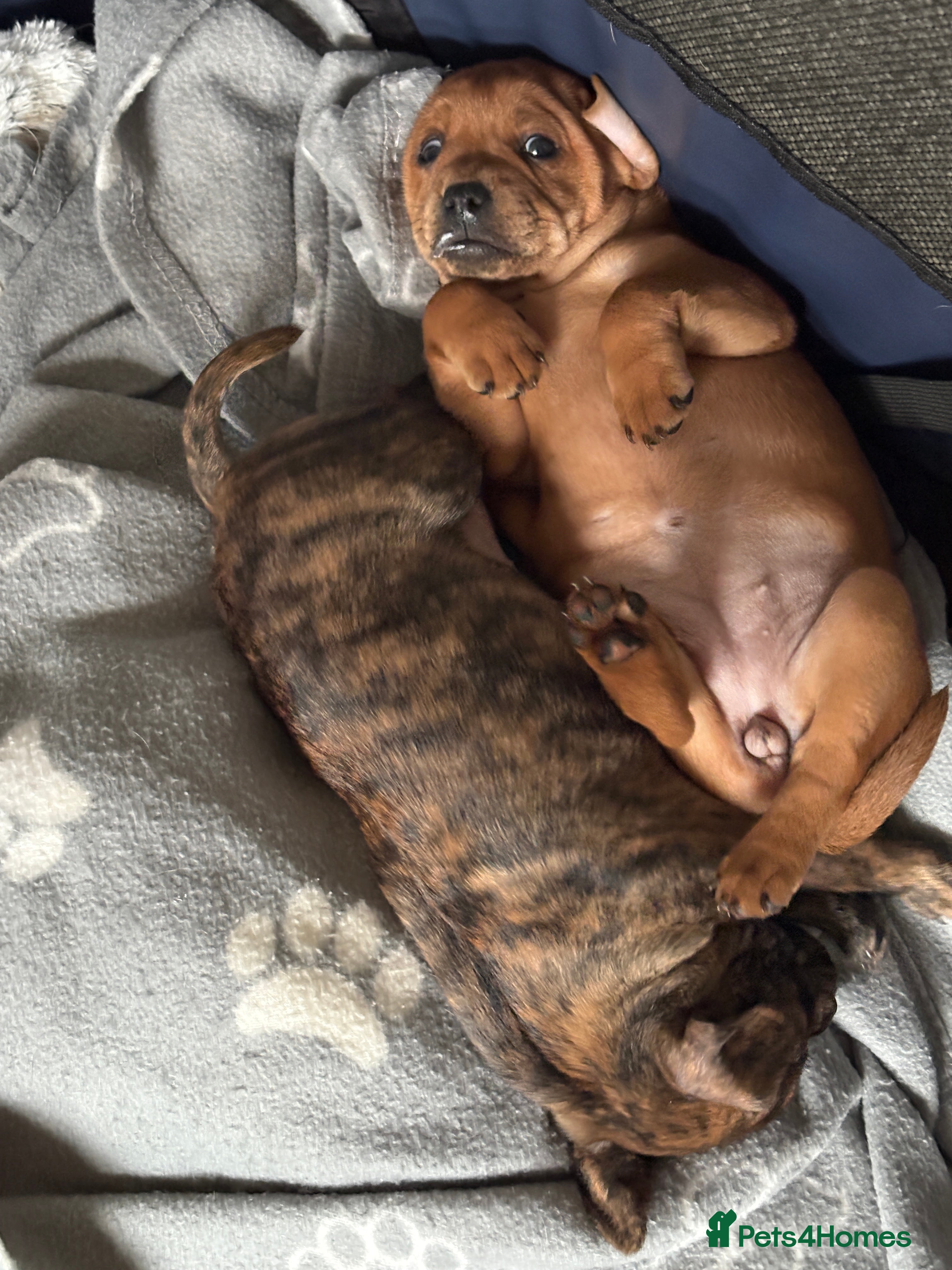 Mixed Breed dogs 2 female French Pinscher Pups - Advert 8