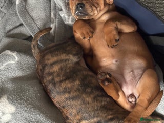 Mixed Breed dogs French Pinscher Pups - Advert 1