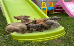 Miniature Dachshund dogs for sale: Beautiful miniature dachshund baby’s💖💙 - Image 4