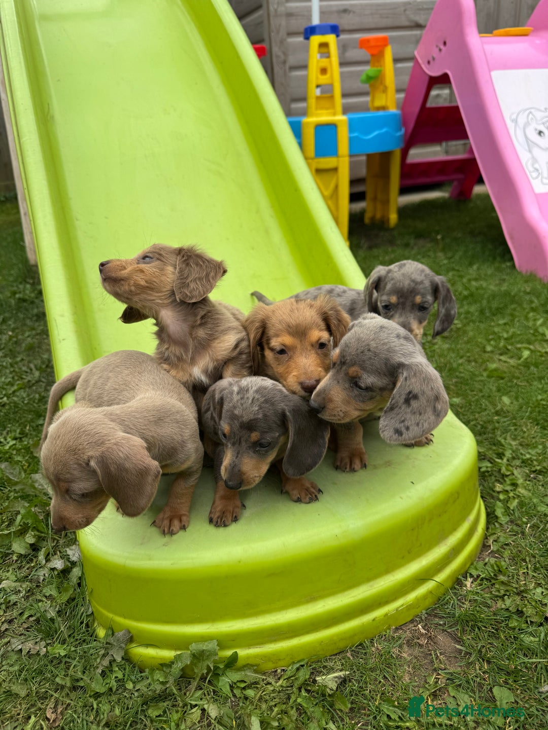 Miniature Dachshund dogs for sale: Beautiful miniature dachshund baby’s💖💙 - Image 4