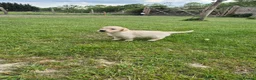 Golden Retriever dogs for sale: KC Registered Golden Retrievers- DNA Health Tested - Advert 13