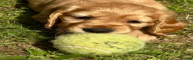 Cocker Spaniel 1