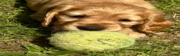 Cocker Spaniel dogs for sale: Cocker spaniel puppies in Ibstock - Advert 3