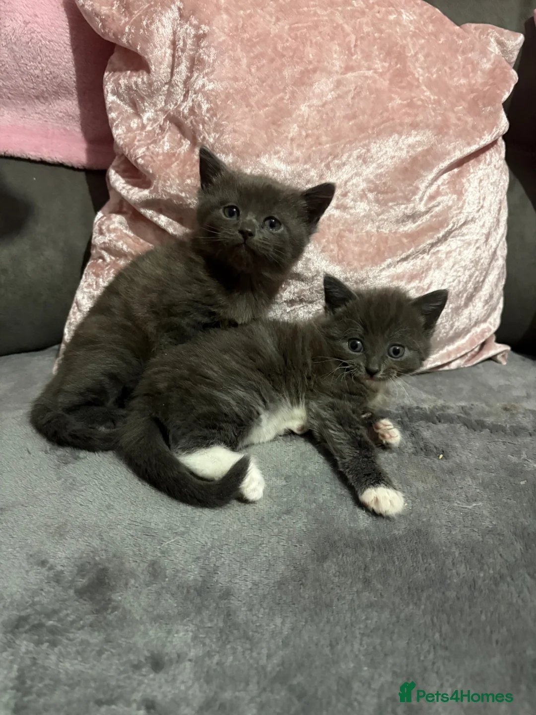 Russian Blue cats for sale: 2 female Russian blue kittens  - Advert 7