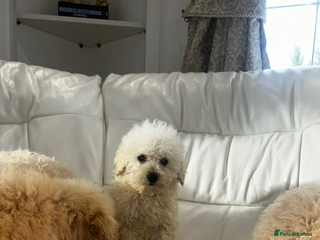 Toy Poodle dogs - Advert 21