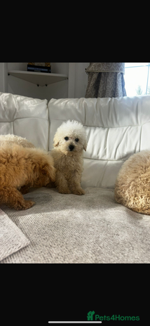 Toy Poodle dogs - Advert 13