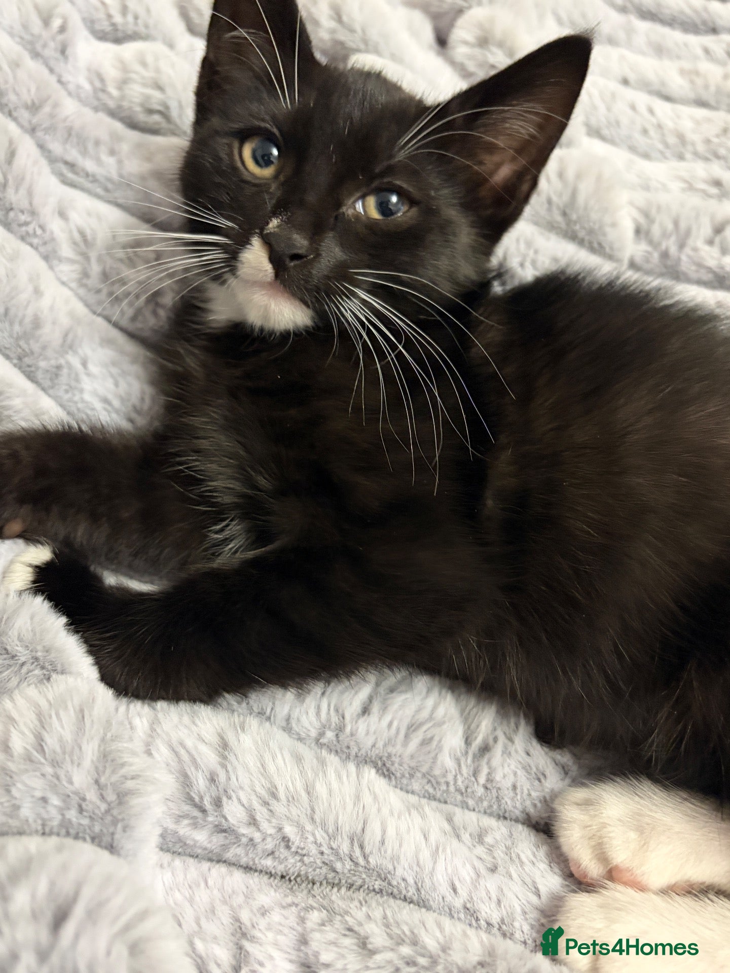 Mixed Breed cats for sale: Kittens looking for a lovely family  - Advert 2
