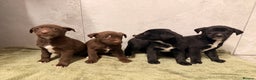 Mixed Breed dogs for sale: SURPRISE SURPRISE  - Advert 10