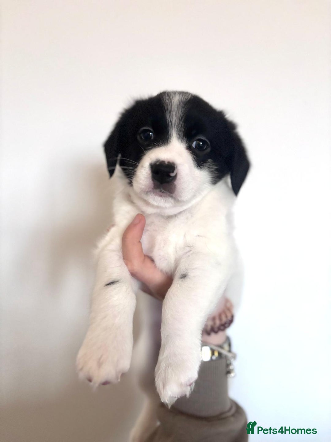 Mixed Breed dogs for sale: 3 beautiful Bichon Maltese mixed breed pups - Advert 2