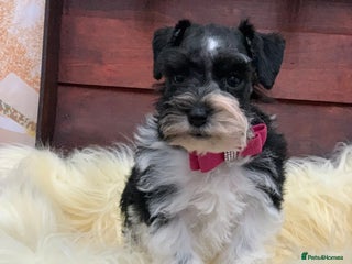 Miniature Schnauzer dogs 5* LICENSED - KC MINI (TOY) SCHNAUZER CHOCOLATE - Advert 16