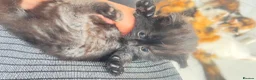 British Longhair cats for sale: Ready to reserve long fur fluffy kitties London  - Advert 20