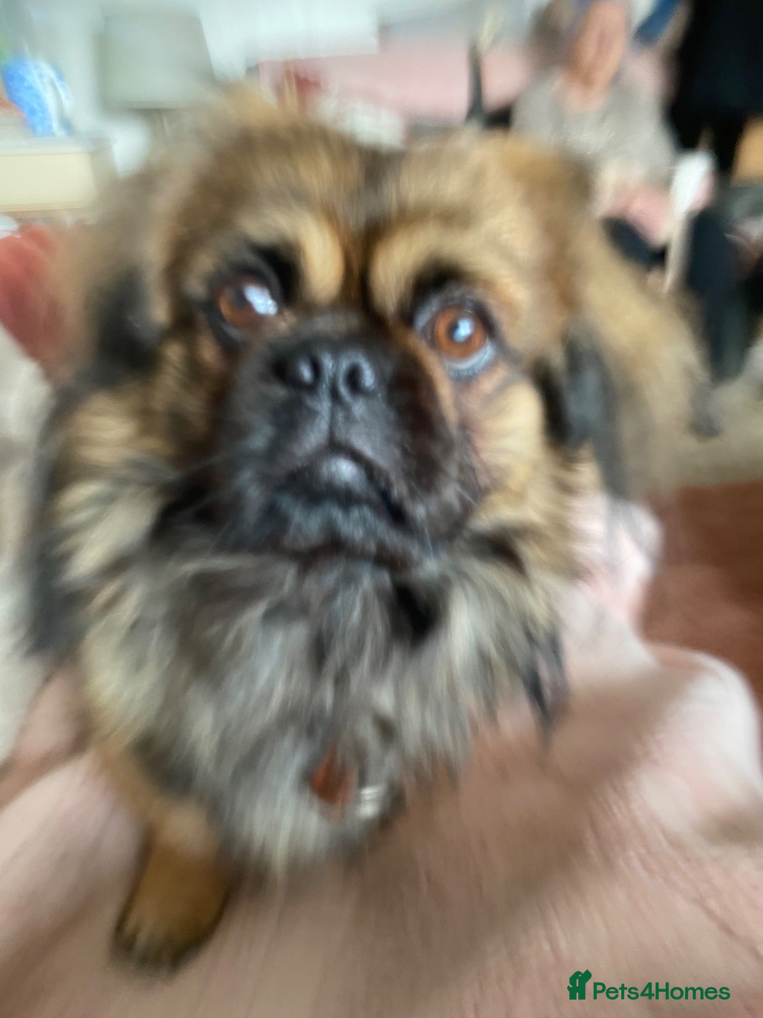 Pekingese dogs Tricky  - Advert 3