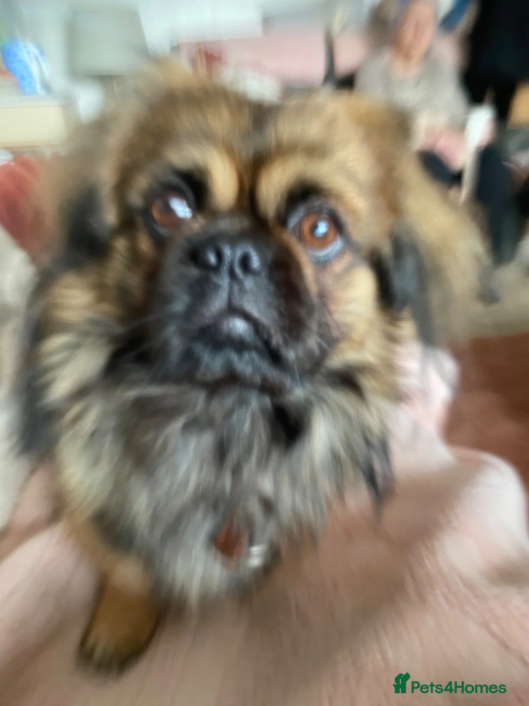 Pekingese dogs for sale: Tricky  - Advert 1