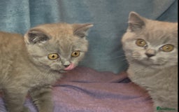 British Shorthair cats for sale: Blue & Fawn Boys & Girls - Image 13
