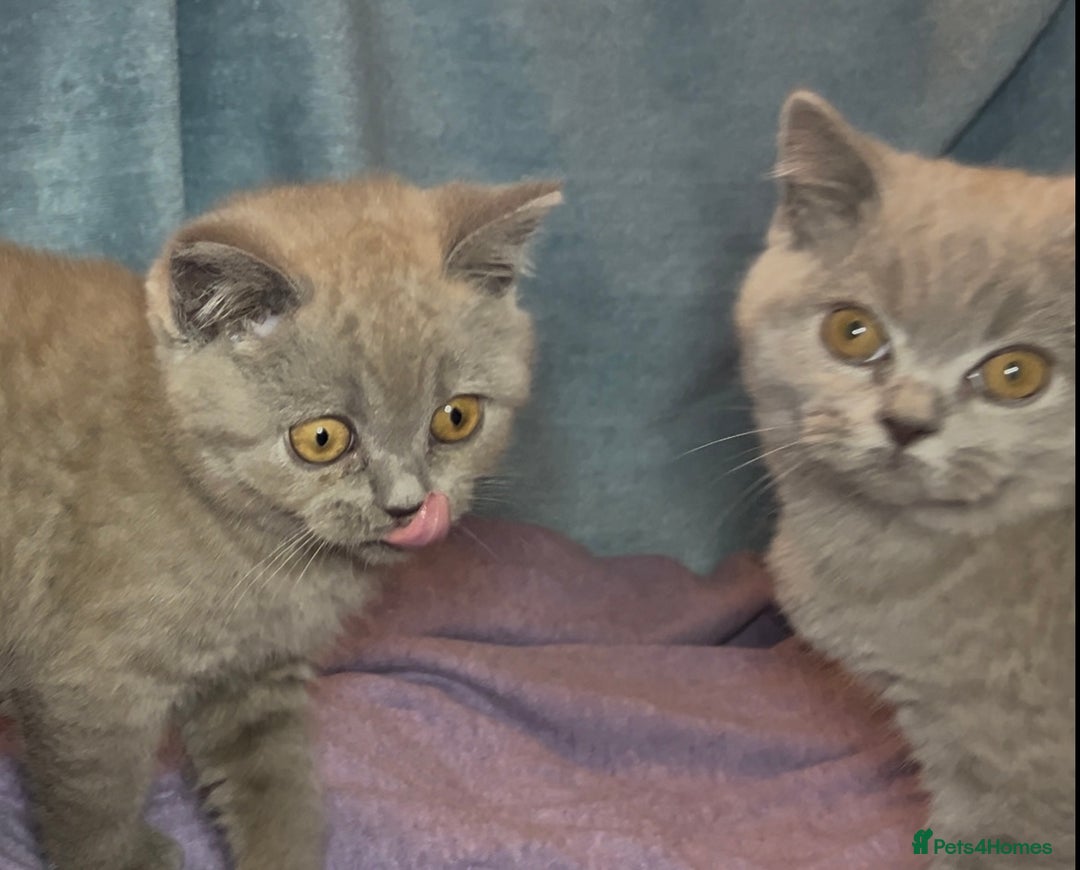 British Shorthair cats for sale: Blue & Fawn Boys & Girls - Image 13