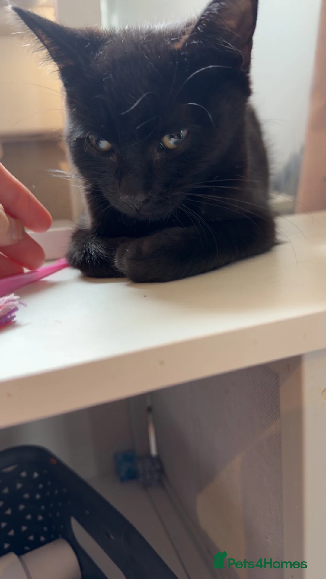 Domestic Shorthair cats for sale: Kittens looking forever home  in Dunfermline - Advert 2