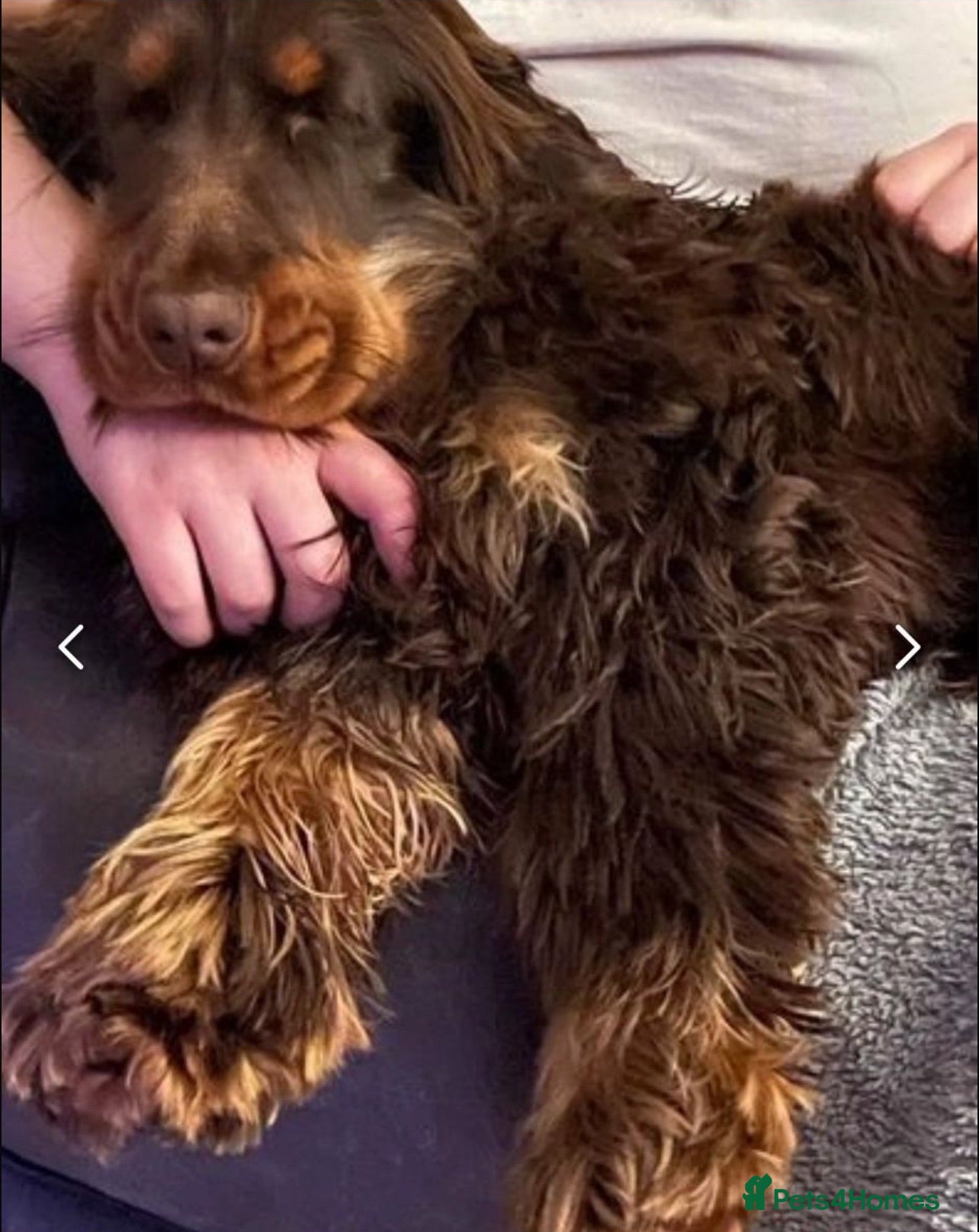 Cocker Spaniel dogs **LOVING HOME WANTED FOR MAGGIE COCKER SPANIEL**  - Advert 2