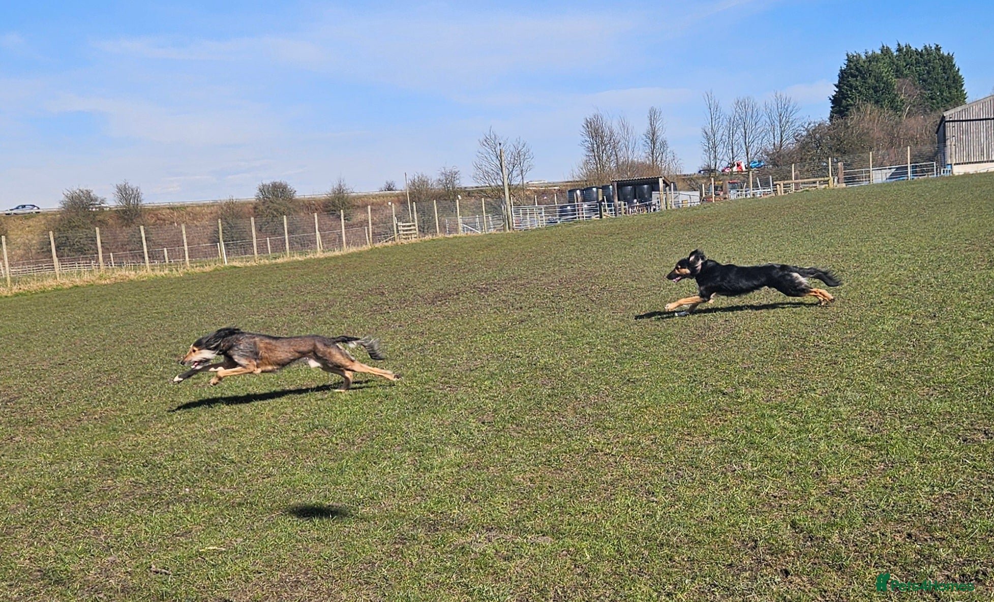 Greyhound dogs Saluki/greyhound & grey/German shepherd  - Advert 3