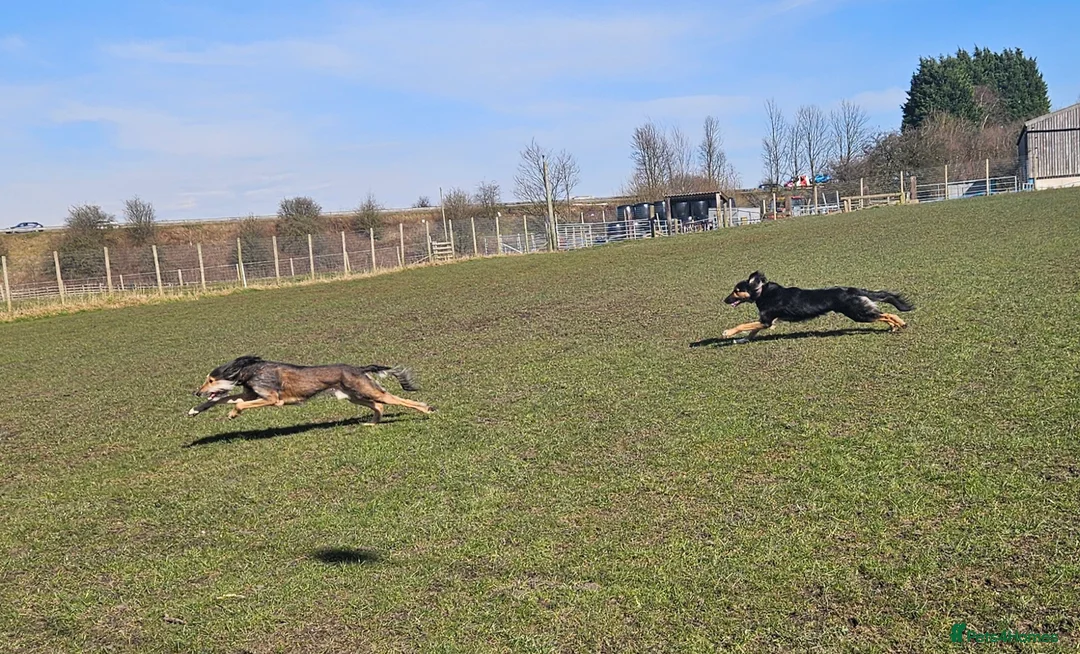 Greyhound dogs for stud: Saluki/greyhound or grey/German shepherd  - Advert 11