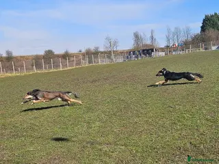 Greyhound dogs Saluki/greyhound & grey/German shepherd - Advert 3