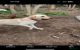 Labrador Retriever dogs for stud: Scout - Image 3