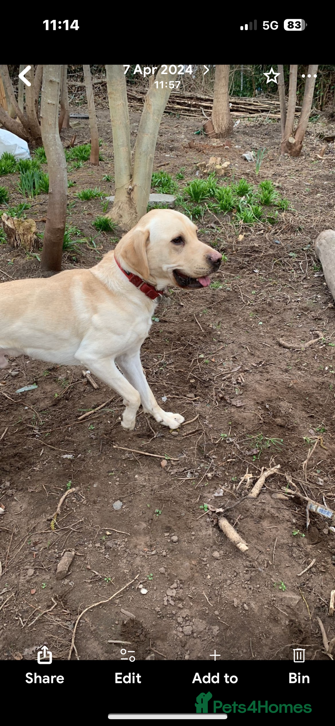 Labrador Retriever dogs for stud: Scout - Image 3