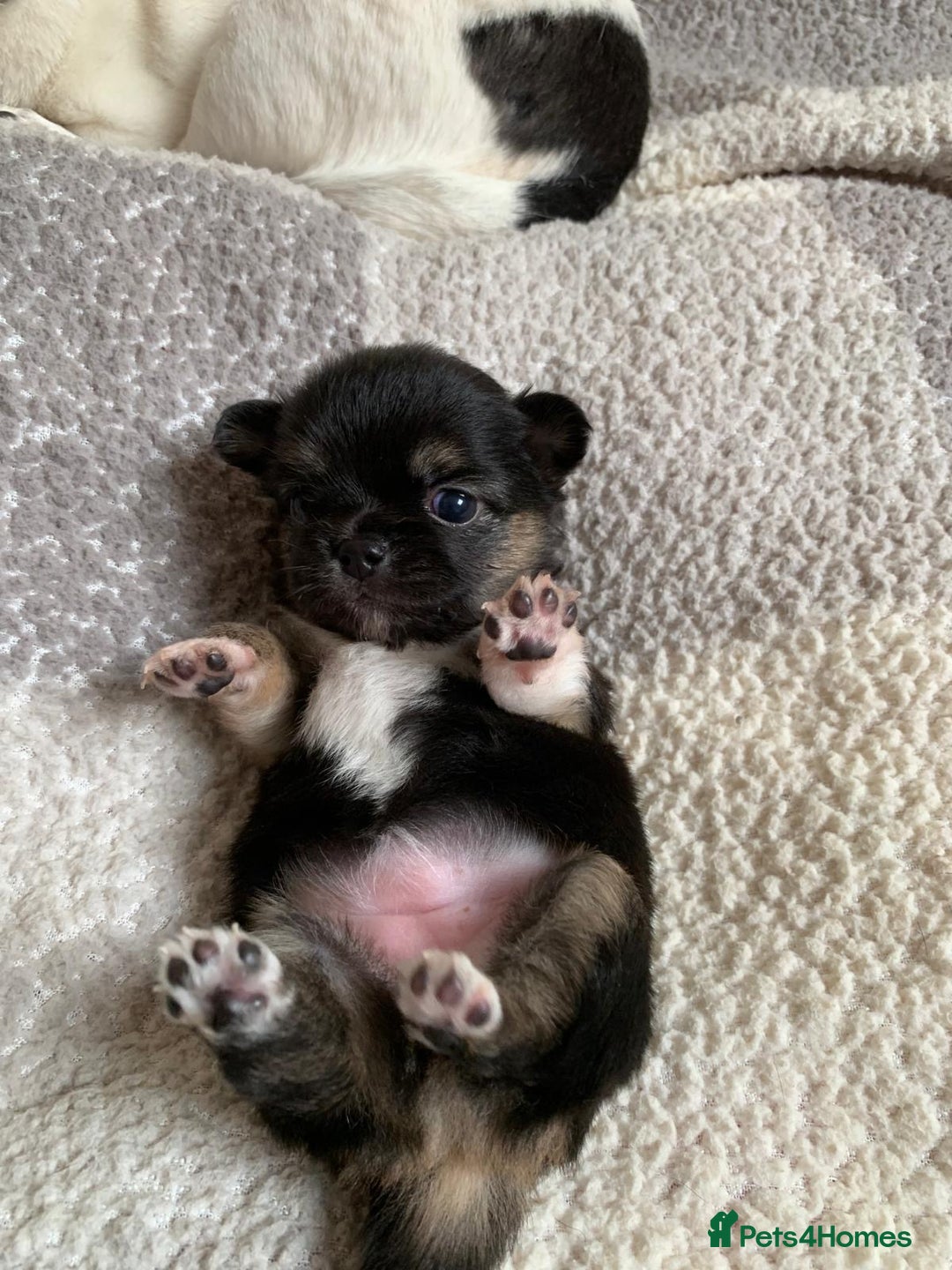 Chihuahua dogs for sale: Adorable semi long coat chihuahua puppies - Image 4