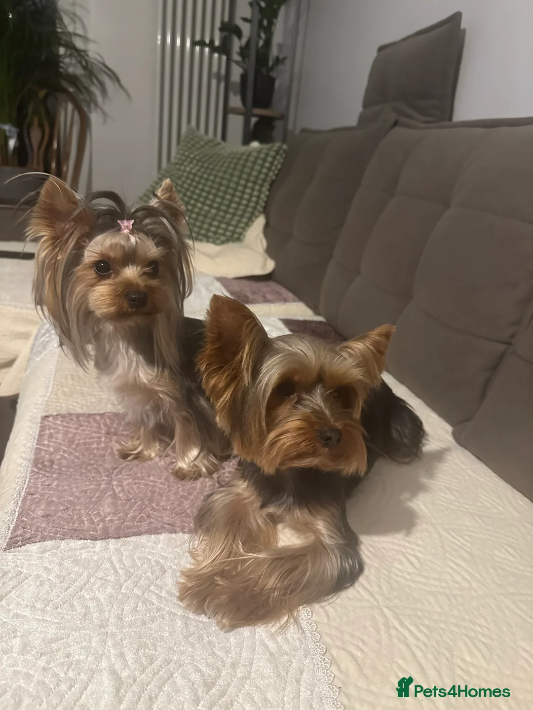 Yorkshire Terrier dogs for stud: Freddy an experienced Yorkie looking for love - Advert 2
