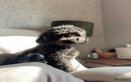Maltipoo dogs for sale: Maltipoo Puppies Ready for Their Forever Homes! ✨ - Image 7
