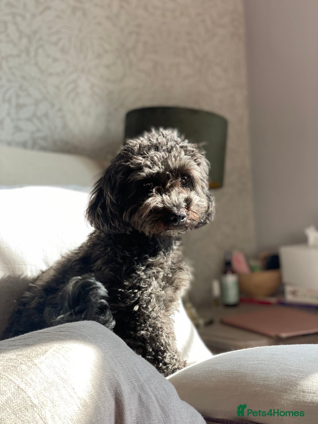 Maltipoo dogs for sale: Maltipoo Puppies Ready for Their Forever Homes! ✨ - Image 7
