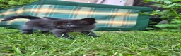 Mixed Breed cats for sale: Kittens  - Advert 8