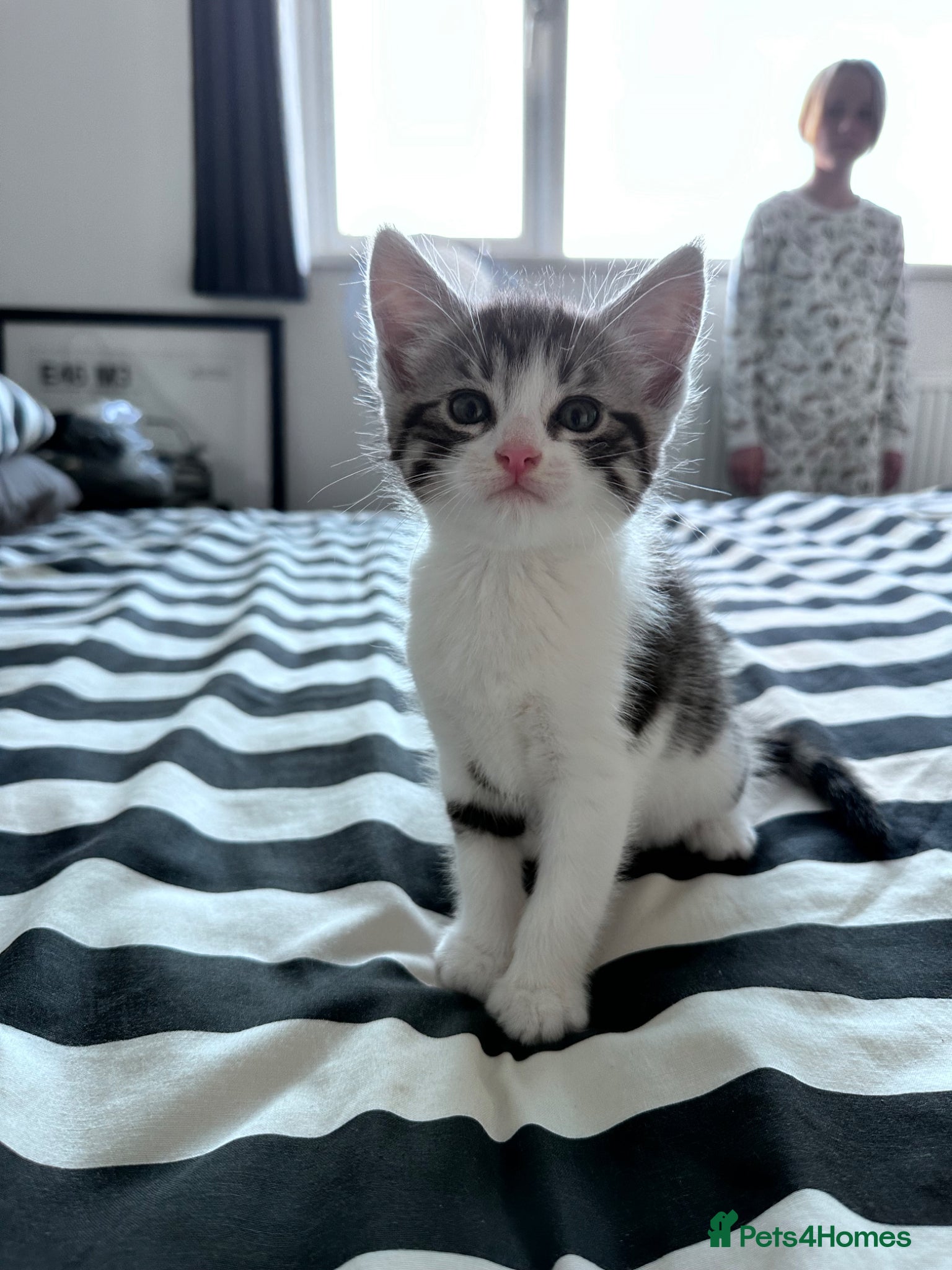 Maine Coon cats for sale: 3 beautiful Maine coon/ Mix boy kittens left  - Advert 5